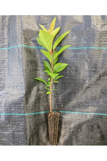 Черешня домашня Дачниця саджанець